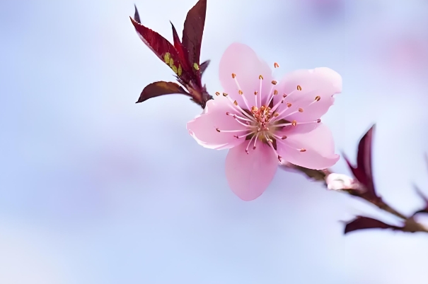 deepseek免费算命